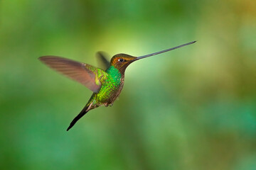Fototapeta na wymiar Sword-billed hummingbird, Ensifera ensifera, it is noted as the only species of bird to have a bill longer than the rest of its body. Nature forest habitat in Ecuador. Sword bill bird.