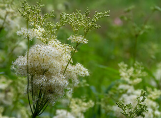 white fluffy flower head