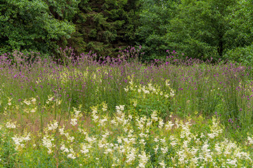 wildflower meadow