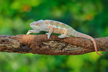 Furcifer pardalis, Panther chameleon sitting on the branch in forest habitat. Exotic beautiful endemic green reptile with long tail from Madagascar. Wildlife scene from nature.  Female of chameleon.