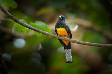 Trogon from Costa Rica. Black-headed trogon, Trogon melanocephalus, yellow and dark blue exotic tropical bird sitting on thin branch in the forest, Carara NP, Costa Rica. Wildlife scene from nature.