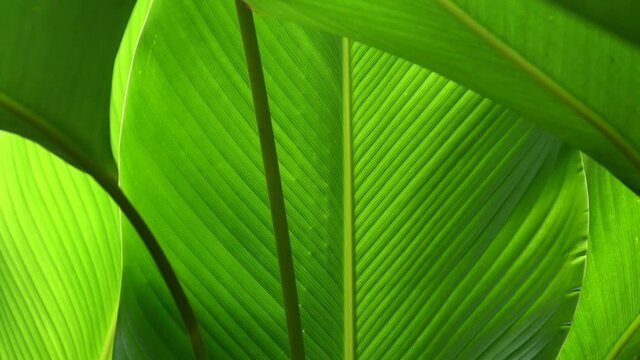tropical leaf, green nature background