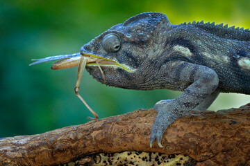 Chameleon hunting insect with long tongue. Exotic beautiful endemic green reptile with long tail...