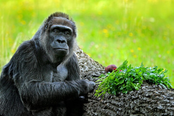Western lowland gorilla, detail head portrait with beautiful eyes. Close-up photo of wild big black monkey in the forest, Gabon, Africa. Wildlife scene from nature. Mammal in the green vegetation.
