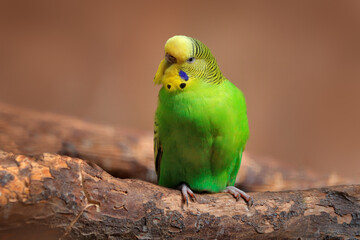 Fototapeta na wymiar Budgerigar, Melopsittacus undulatus, long-tailed yellow green seed-eating parrot near the tree nest hole. Cute small bird in the habitat. Parrot in the nature habitat, Australia.