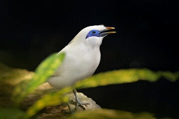 Rothschild's Mynah, Leucopsar rothschildi, at Bali, Idonesia, Asia. Animal in nature habitat. Rare Bird sitting on the branch. Clear forest in background. Wildlife scene from nature.White Mynah.