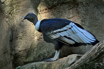 Andean condor, Vultur gryphus, big bird of prey sitting on the rock in the mountain. Bird in the...