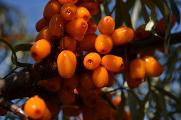 Облепиха, ягода, макро, оранжевый, красный, голубой, небо