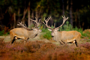 Red deer, rutting season, Hoge Veluwe, Netherlands. Deer stag, majestic powerful animal outside the wood, big animal in forest habitat. Wildlife scene, nature. Moorland, autumn animal behavior.