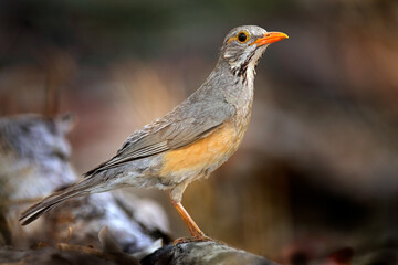 Kurrichane thrush, Turdus libonyana, bird sitting on the tree trunk in the nature habitat. Thrush...