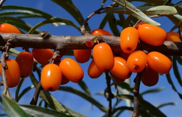 Макро, облепиха, оранжевый, чудо, отражение