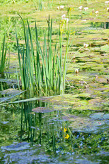 jeunes pousses de roseaux en reflet sur l'eau