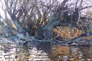 Tree with exposed roots along the river