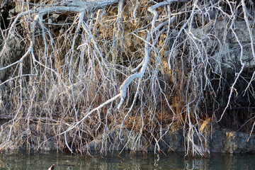 Tree with exposed roots along the river