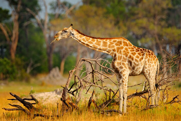 Giraffe in forest with big trees, evening light, sunset. Idyllic giraffe silhouette with evening orange sunset, Pilanesberg NP, South Africa. Hidden portrait of giraffe.