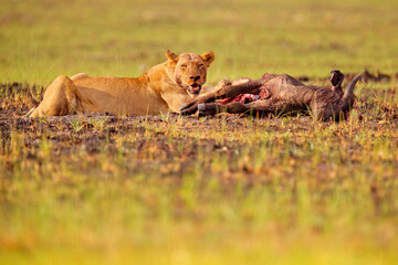 Lion kill buffalo, bloody detail from nature, Okavango delta, Botswana in Africa. Big African cat with catch carcass and flies on the meat. Face portrait with kill, wildlife scene from nature.