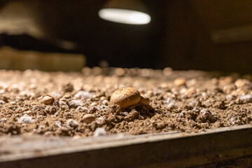 isolated agaricus in mushroom farm