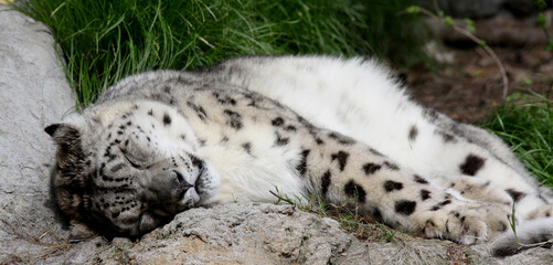 Sleeping leopard