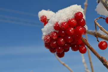 Зима, калина, макро, красная