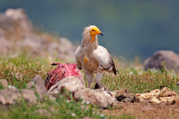 Egyptian vulture, Neophron percnopterus, big bird of prey sitting on the stone in nature habitat, Madzarovo, Bulgaria, Eastern Rhodopes. White vulture with yellow bill.