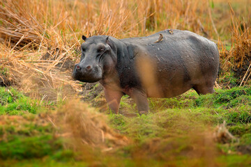 Hippo hidden in the grass, wet green season. African Hippopotamus, Hippopotamus amphibius capensis, , Okavango delta, Moremi, Botswana. Dangerous big animal in the water. Wildlife scene from nature.