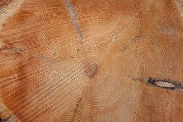 Cross section of an aged pine tree