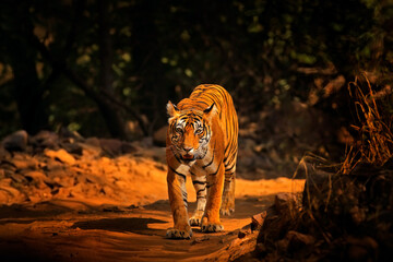 Indian tiger, wild animal in the nature habitat, Ranthambore NP, India. Big cat, endangered animal....