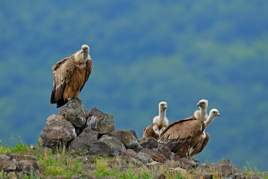 Griffon Vulture, Gyps Fulvus, Big Birds Of Prey Sitting On Rocky Mountain, Nature Habitat, Madzarovo, Bulgaria, Eastern Rhodopes. Wildlife From Balkan. Wildlife Scene From Nature. Blue Flower On Rock.