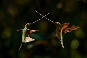 Bird fight with swords. Sword-billed hummingbird, Ensifera ensifera, bird to have a bill longer...