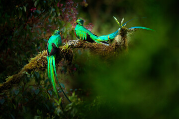 Quetzal, Pharomachrus mocinno, from  nature Costa Rica with pink flower forest. Magnificent sacred...