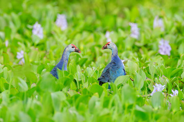 Purple Swamphen, Porphyrio porphyrio, in the nature green march habitat in Sri Lanka. Rare blue bird with red head in the water grass with pink flowers. Wildlife scene from Asia. Art view on nature.