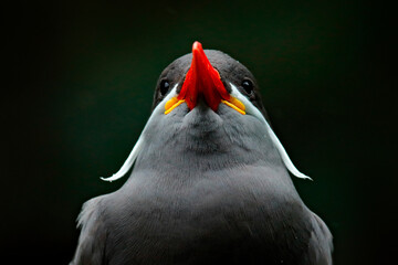 Inca Tern, Larosterna inca, bird on tree branch. Portrait of Tern from Peruvian coast. Bird in...