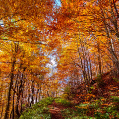 A path in a sunny autumn forest. Golden autumn in the Carpathians