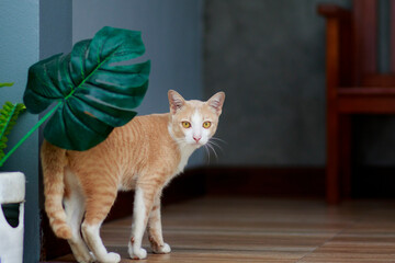 thai domestic cat sitting in flower garden