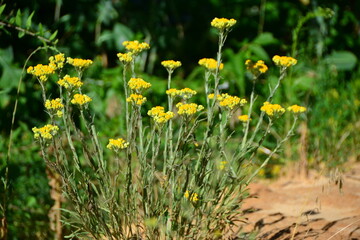 Helichrysum arenarium sandy immortelle