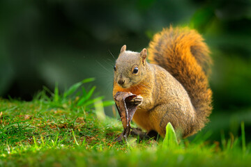 Variegated Squirrel, Sciurus variegatoides, with food, head detail portrait, Costa Rica, Wildlife scene from Central America. Small mammal sitting in the green grass, wildlife nature.