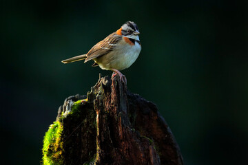 Zonotrichia capensis, Rufus-collared Sparrow, exotic tropical blue bird from Costa Rica. Birdwatching in South America. Tanager in habitat, sitting on the larch moss tree branch.