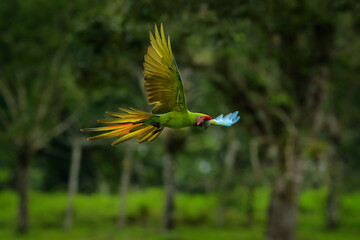 Tropic wildlife. Great green macaw, Ara ambiguus, also known as Buffon's macaw. Wild tropical forest bird, flying with outstretched wings against green vegetation. Big parrot in habitat.