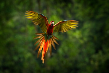 Parrot flying in dark green vegetation. Macaw rare form Ara macao x Ara ambigua, in tropical...