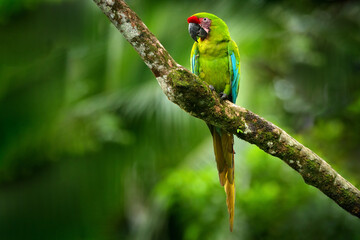 Parrot Great-Green Macaw on tree, Ara ambigua, Wild rare bird in the nature habitat, sitting on the branch in Costa Rica. Wildlife scene in tropic forest. Dark forest with green macaw parrot.