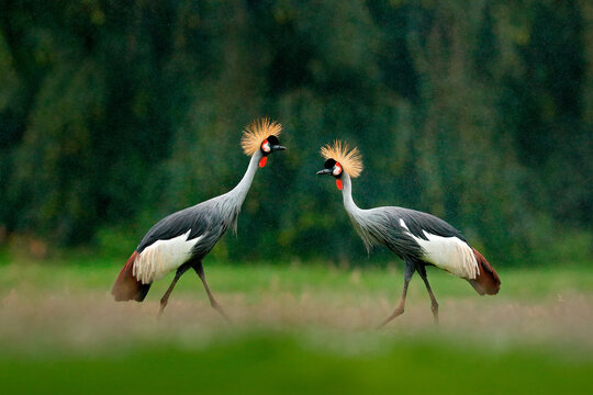 Crane love. Grey crowned crane, bird love, Balearica regulorum, with dark background. Bird head with gold crest in heavy rain, Africa, Tanzania. Big bird fly in the nature.