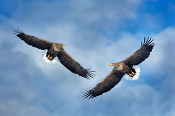 White-tailed eagle, Haliaeetus albicilla, big bird of prey on the dark blue sky, with white tail, Japan. Action wildlife scene from sky. Big bird of prey on the sky.