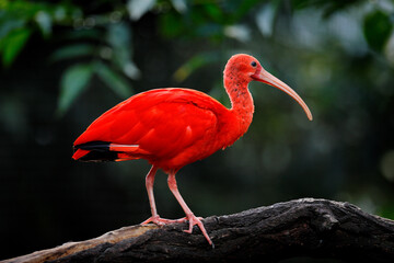 Scarlet Ibis, Eudocimus ruber, exotic bird in the nature forest habitat. Red bird sitting on the tree branch, beautiful evening sun light, Caroni Swamp, Trinidad and Tobago. Ibis in the habitat. - obrazy, fototapety, plakaty
