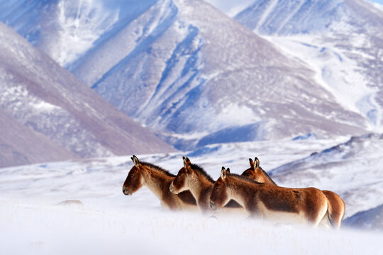 Kiang, Equus kiang, largest of the wild asses, winter mountain codition, Tso-Kar lake, Ladakh, India. Kiang from Tibetan Plateau, in the snow. Wild asses heard, Tibet. Wildlife scene from nature.