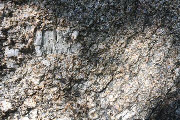 Weathered porphyritic biotite muscovite granite surface. Intrusive igneous rock.
