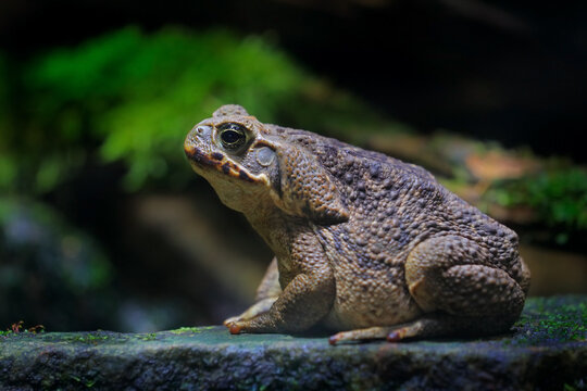 Rhinella marina, Cane toad, big frog from Costa Rica. Face portrait of large amphibian in the nature habitat. Animal in the tropic forest. Wildlife scene from nature.