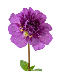 Dahlia flower with leaves, Purple dahlia flower isolated on white background, with clipping path