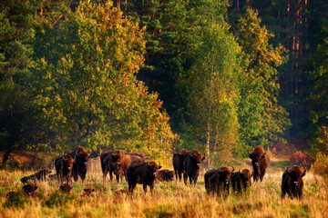 Bison herd in the autumn forest, sunny scene with big brown animal in the nature habitat, yellow...