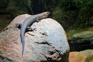 Cunningham's spiny-tailed skink, Egernia cunninghami, large lizard sitting on the stone in the nature habitat. Big reptile from Australia. Skink in the nature habitat, wildlife.