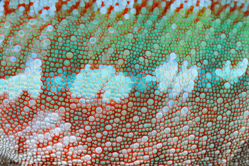 Skin detail of chameleon Furcifer lateralis, sitting on the branch in forest habitat. Exotic beautiful endemic green reptile with long tail from Madagascar. Wildlife scene from nature. © ondrejprosicky